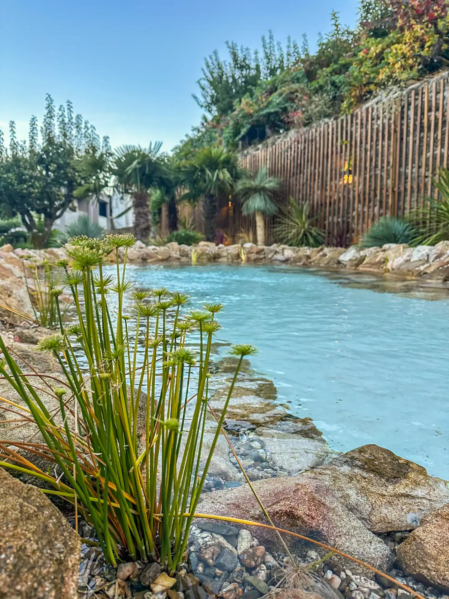 Piscina natural com lagoa azul, rochas e vegetação, em jardim com sebe de madeira e palmeiras